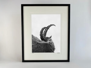 Behutsam | Wandbild Tiere | Foto Steinbock schwarz weiss | klein bis xxl