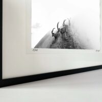 Aus dem Nebel | Wandbild Tiere | Foto Steinbock schwarz weiss | klein bis xxl
