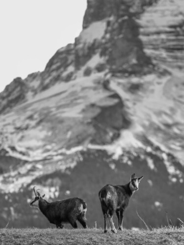 Jonas Schäfer Fotografie Spiez Berner Oberland Jungfrau Region Tiere Tierfotografie Wandbilder Gämse